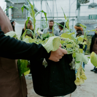 A photo of someone holding a planter in the SFSU greenhouse and associated organizations participating in the panel